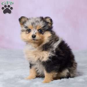 Addy, Pomeranian Puppy